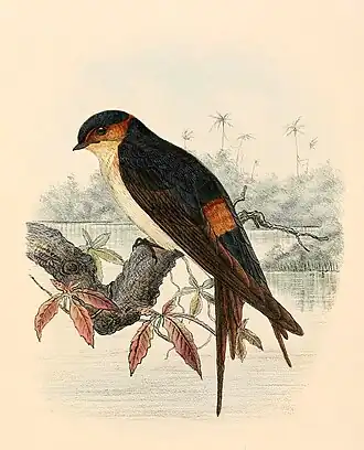 Afrikaanse roodstuitzwaluw