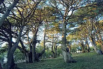 Het cederbos in het reservaat.