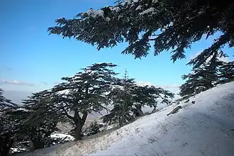 Het cederbos in de winter.