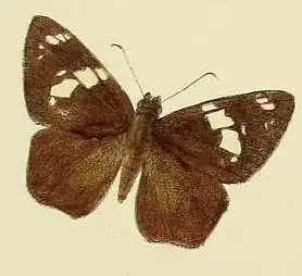 Celaenorrhinus spilothyrus
