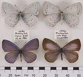 Celastrina huegeli