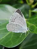 Celastrina argiolusBoomblauwtje