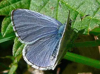Celastrina argiolus ladon