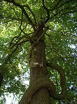 Boomwurger in een boom