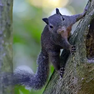 Prosciurillus murinus
