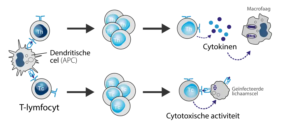 Antigeen-presenterende cellen (APC's) activeren naïeve T-cellen in de perifere lymfoïde organen. De T-cel die met de juiste affiniteit aan het antigeen bindt raakt geactiveerd, gaat zich prolifereren en diffentiëren tot cytotoxische T-cellen en effector-helper-T-cellen. Helper-T-cellen hebben onder andere de taak andere immuuncellen (zoals macrofagen) te herstimuleren.