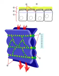 d=zonula occludens,  e= proteïnecomplex, 1=Occludine,2=Claudine 1,3=E-cadherine;,4=ZO-1 (Zonula occludens-1),5=JAM-1 (Junctional adhesion molecule),6=Cateninen,7=Cinguline,8=Actine