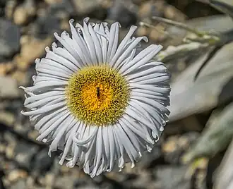 Celmisia semicordata