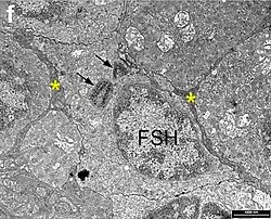Gonadotrope cel. Cytoplasmatische processen van stellaatcellen (asterisk) kunnen rond een FSH-cel worden waargenomen. Zwarte pijlen geven onregelmatige massa's aan die sterk gekleurd zijn met tilapia-anti-FSH-antilichamen.