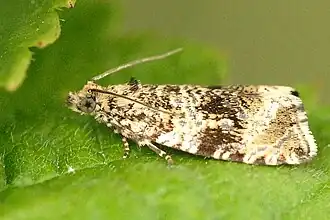 Syricoris lacunana