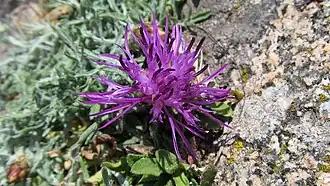 Monte Capanne korenbloem (Centaurea ilvensis)