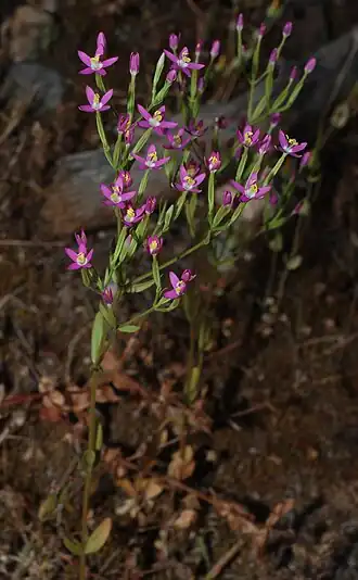 Schenkia spicata