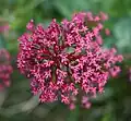 De rode spoorbloem (Centranthus ruber) is inburgerend in België en Nederland.