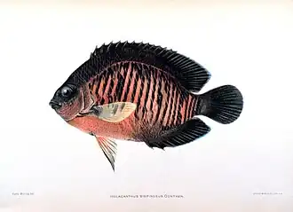 Centropyge bispinosa