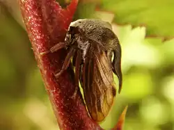 De doorncicade komt ook voor in België en Nederland.