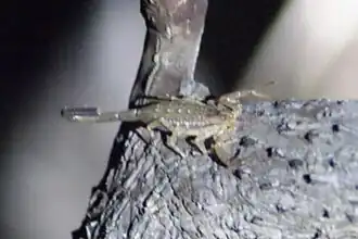 Centruroides schmidti