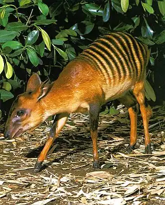 Zebraduiker