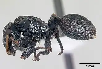 Cephalotes bruchi