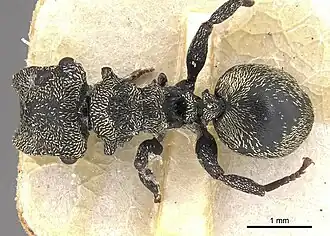 Cephalotes emeryi