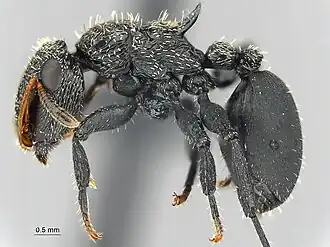 Cephalotes hamulus