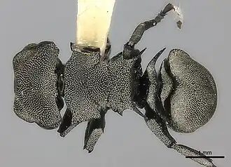 Cephalotes inca