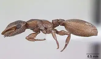 Cephalotes incertus