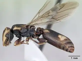 Cephalotes jheringi