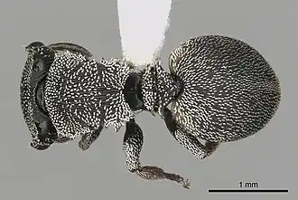Cephalotes lenca