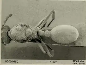 Cephalotes oculatus