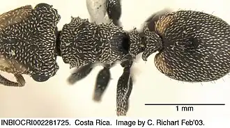 Cephalotes peruviensis