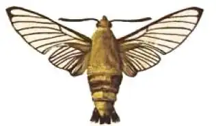 Cephonodes virescens