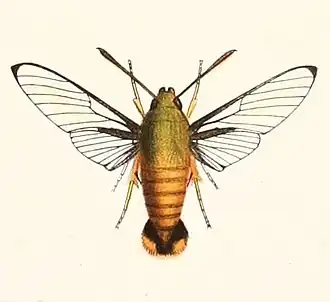 Cephonodes simplex