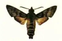 Cephonodes trochilus