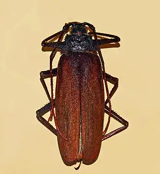 Macrotoma serripes