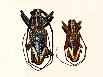 Pelargoderus rubropunctatus