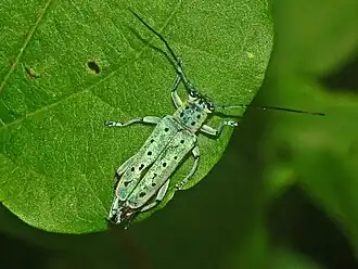 Saperda punctata
