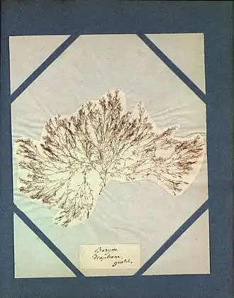 Brakwater hoorntjeswier