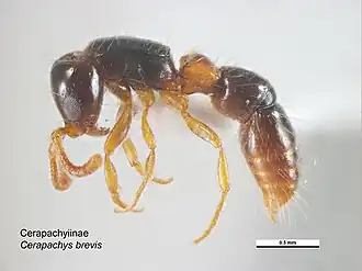Cerapachys brevis