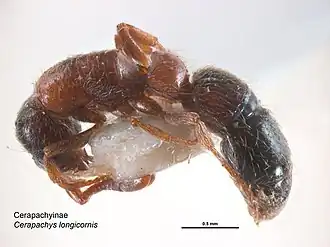 Cerapachys longitarsus