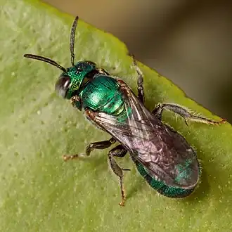 Ceratina cobaltina