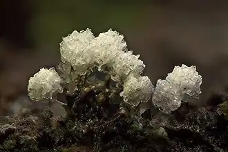 Ceratiomyxa morchella