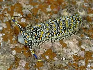 Cerberilla albopunctata