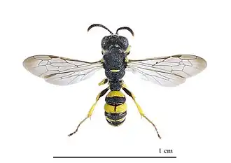 Cerceris sabulosa