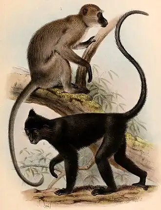 Olijfmangabey