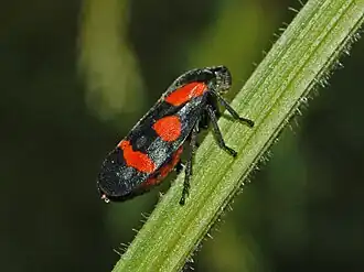 Cercopis sanguinolenta