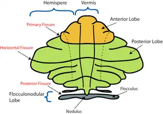 Schematische weergave van het cerebellum met de vermis in het midden