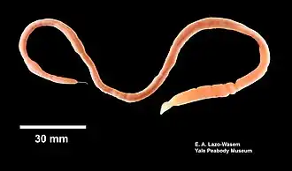 Cerebratulus lacteus