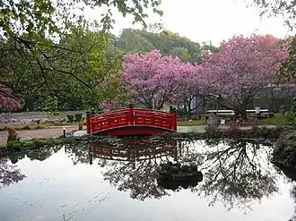 Bloeiende Japanse sierkers in Apucarana