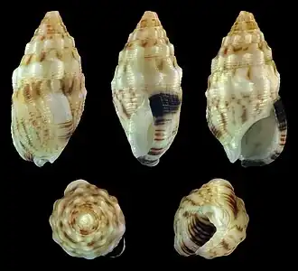 Cerithium atromarginatum