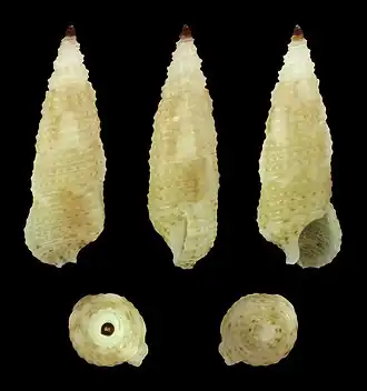Cerithium interstriatum